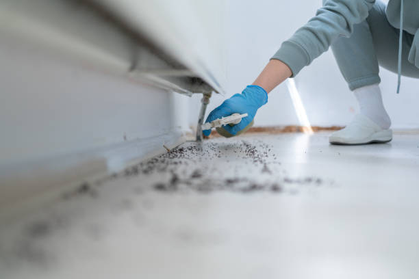 Flea Control Services in Ellicott City, MD